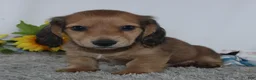 Miniature Dachshund dogs for sale: Odell - Ad 2
