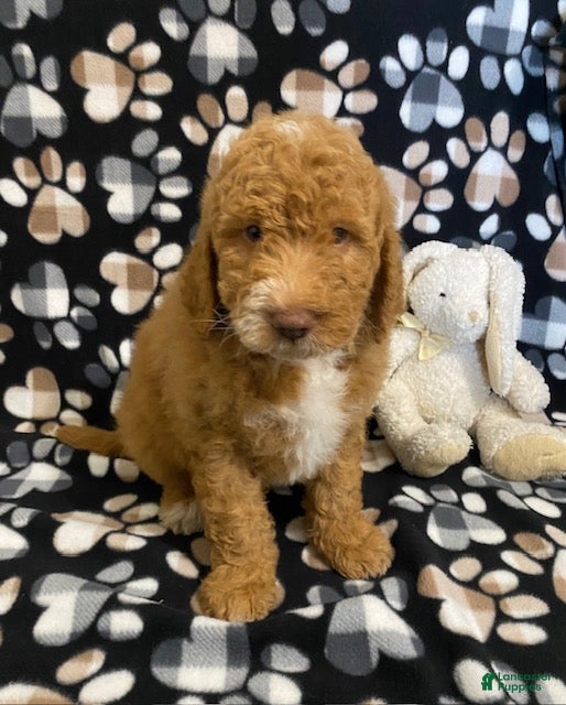 Goldendoodle dogs Milo- genetic clear parents - Ad 1