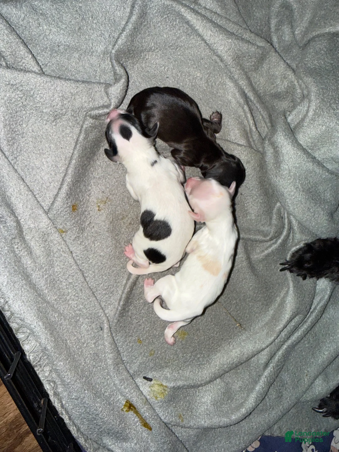 Bichpoo dogs for sale: Cookie  - Ad 6