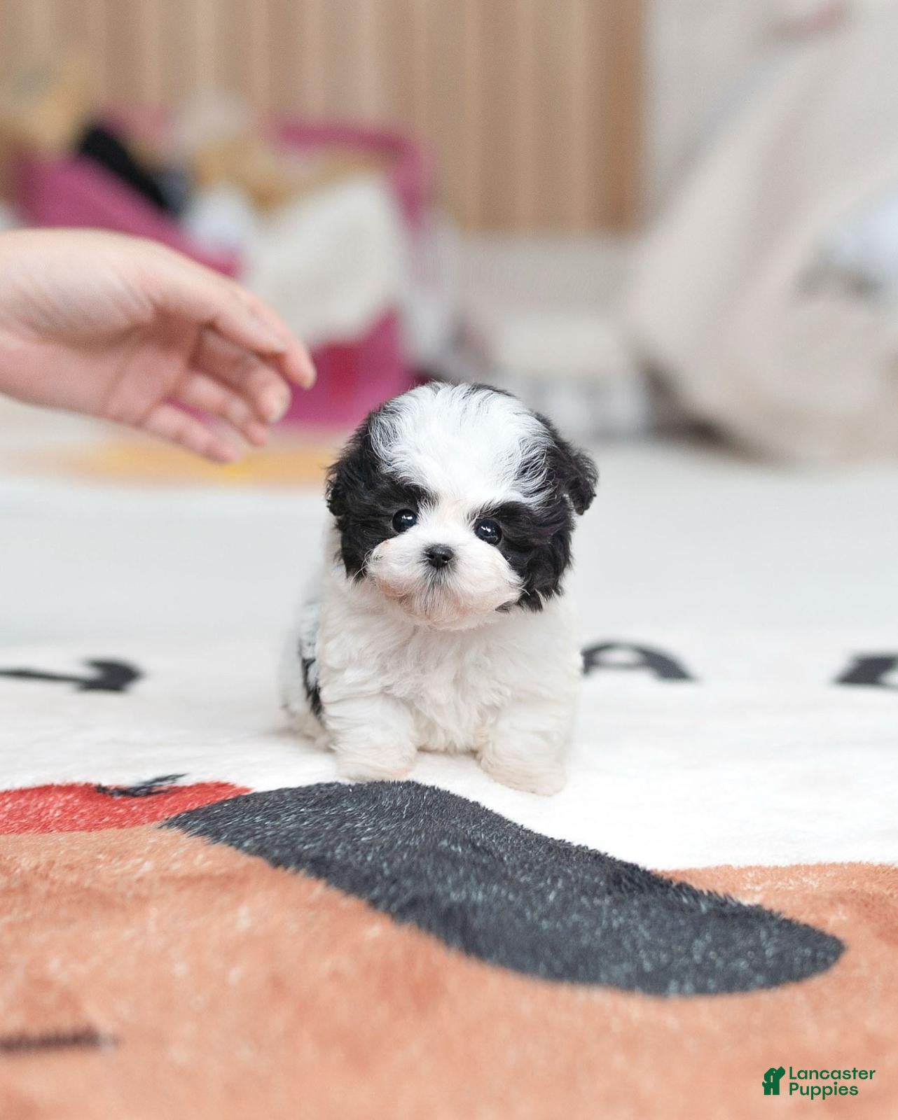 Maltipoo dogs Sissy - Ad 1