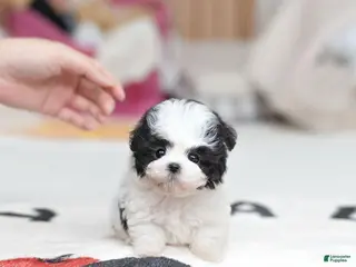 Maltipoo dogs for sale: Sissy - Ad 1