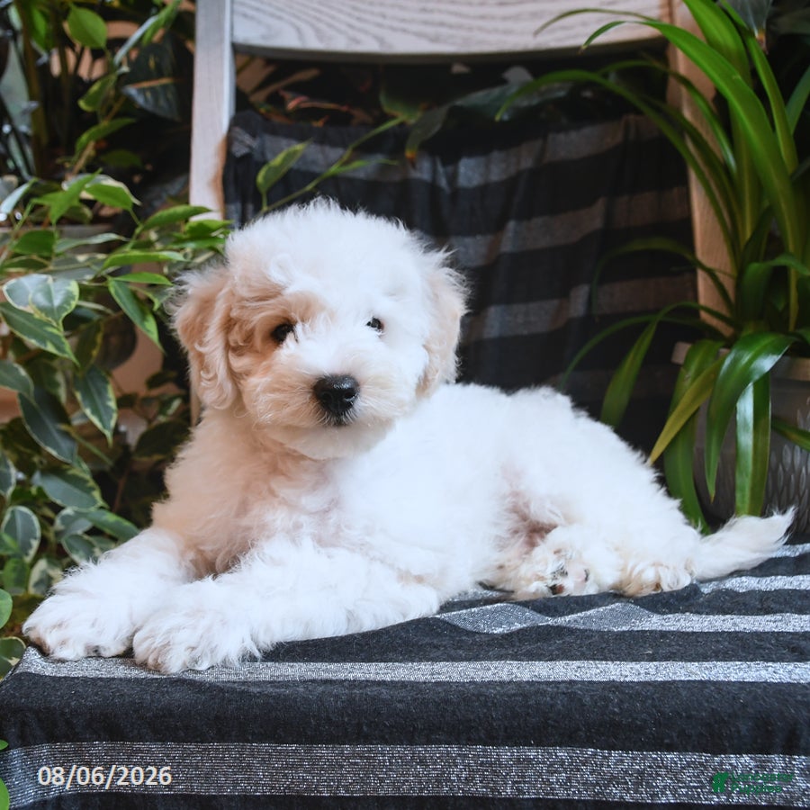 Bichpoo dogs Beau - Ad 1