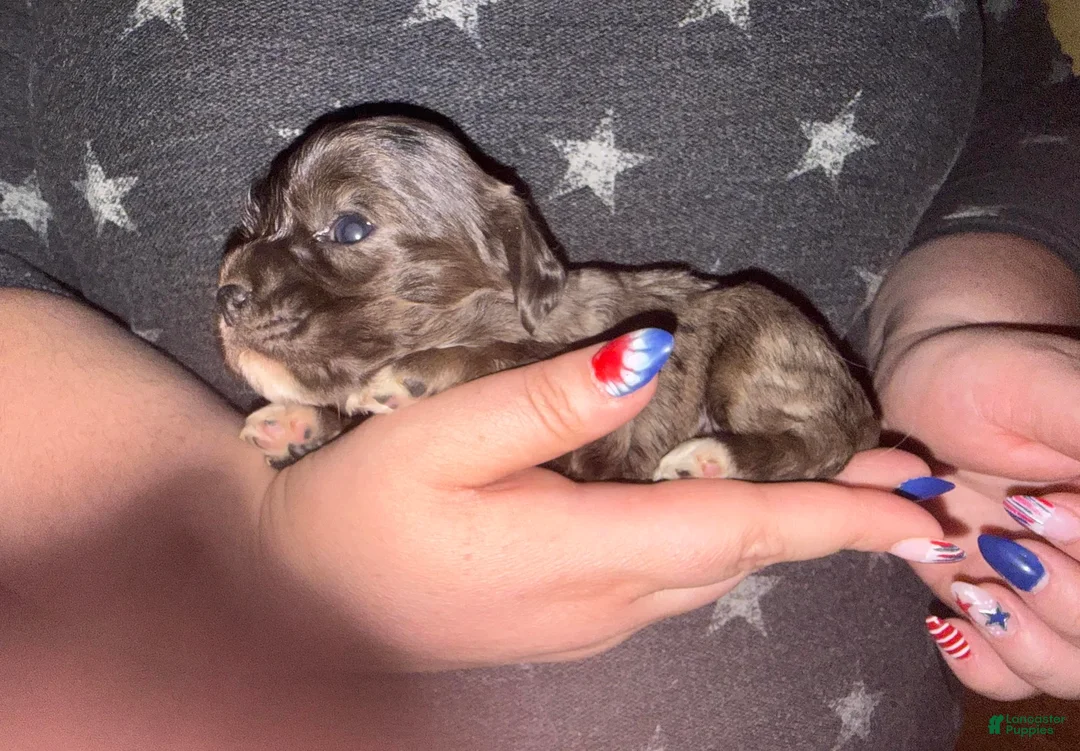 Cocker Spaniel dogs for sale: Conway - Ad 2