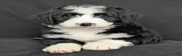 Bernedoodle dogs for sale: Nova - Ad 11