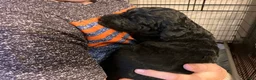 Labradoodle dogs for sale: Fiona - Ad 3