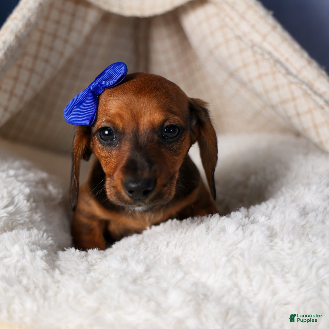Miniature Dachshund dogs for sale: Cody - Ad 11