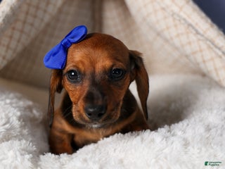 Miniature Dachshund dogs Cody - Ad 3
