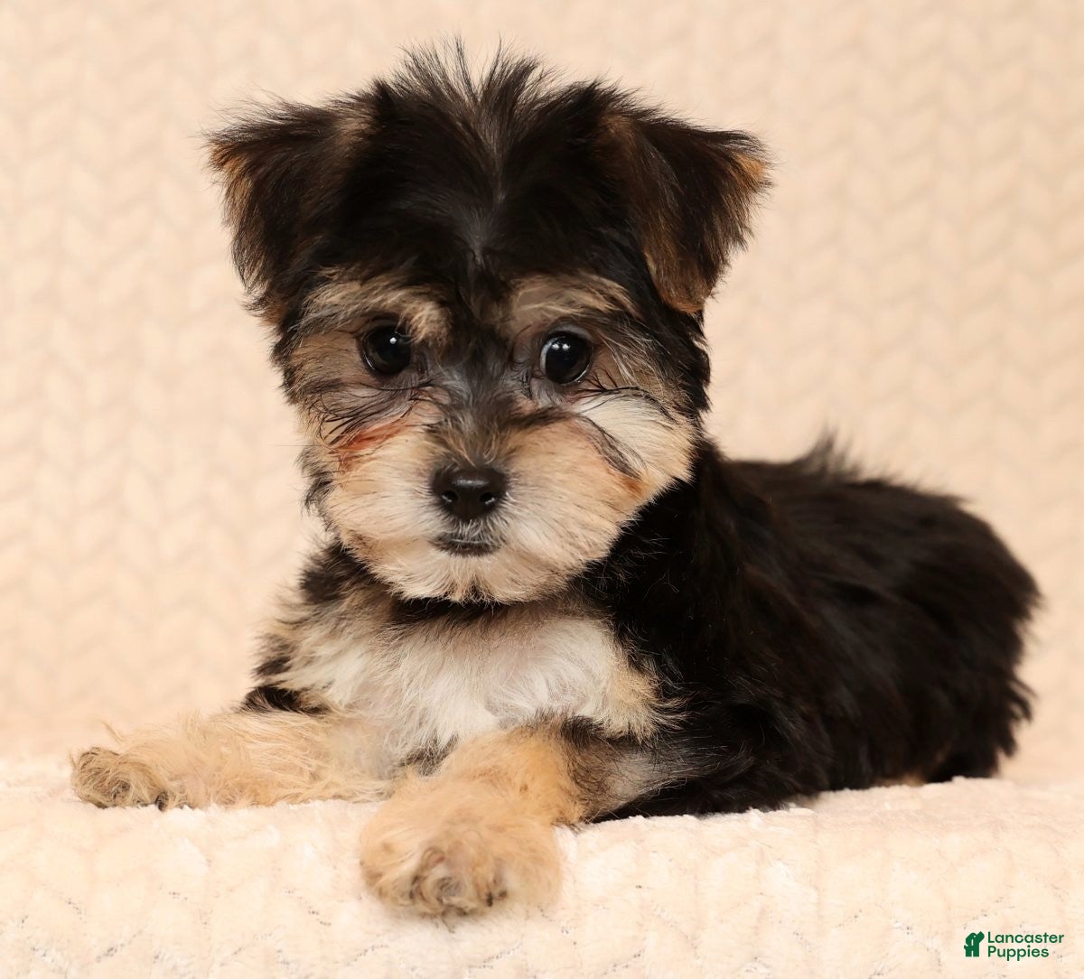 Yochon dogs Darla - Ad 31