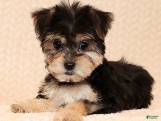 Yochon dogs Darla - Ad 5