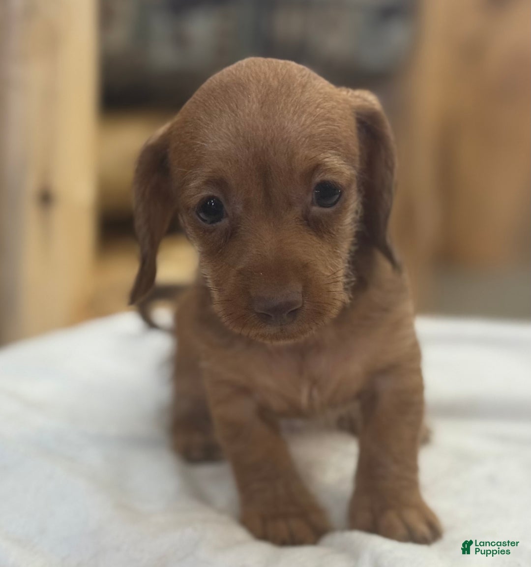 Miniature Dachshund dogs for sale: Penny - Ad 4