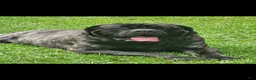 English Mastiff dogs for sale: English Mastiff 3 - Ad 3