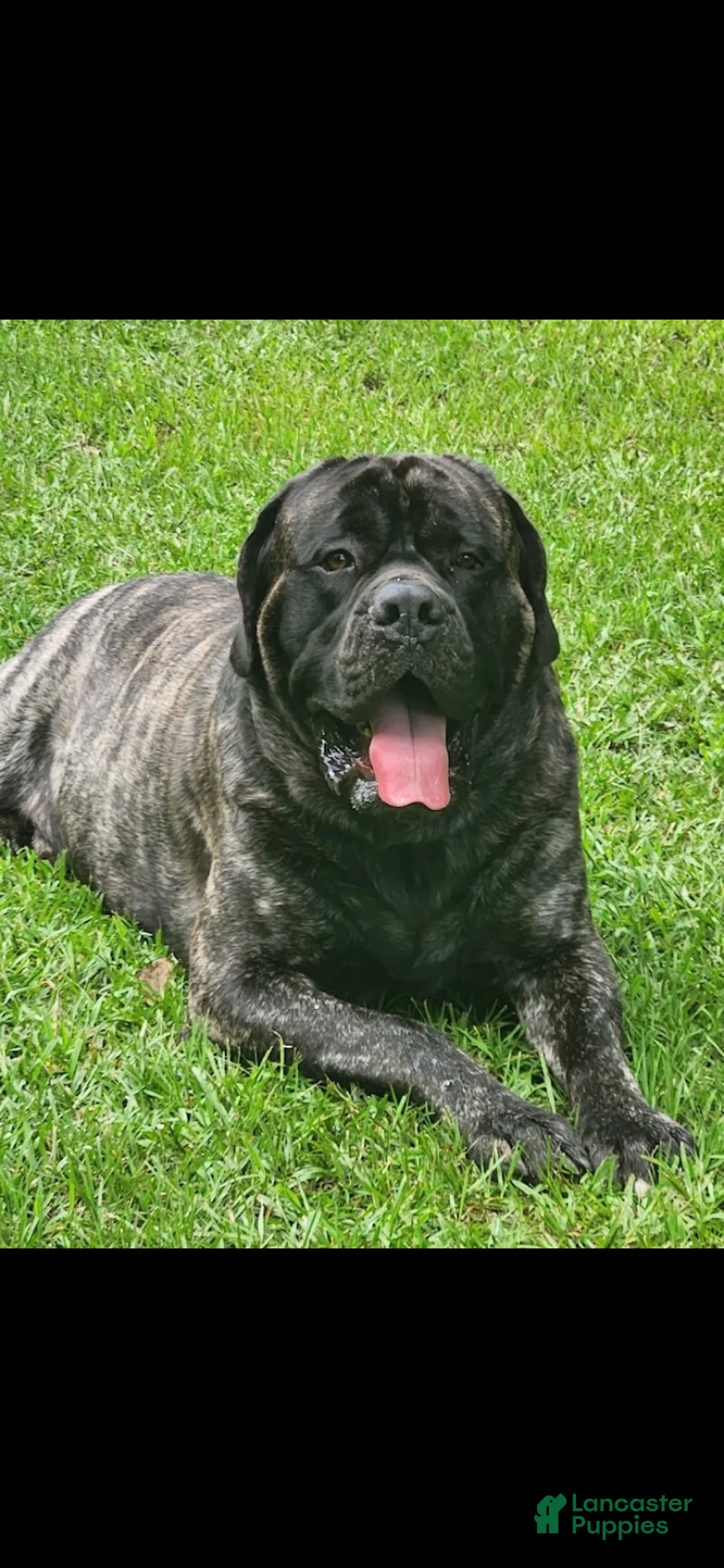 English Mastiff dogs for sale: English Mastiff 3 - Ad 3