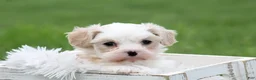 Mixed Breed dogs for sale: Mixed Breed Puppy 1 - Ad 6