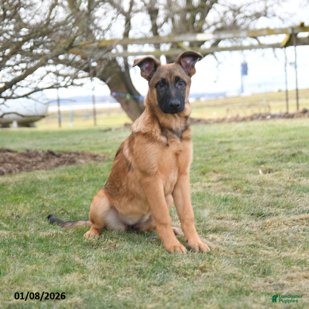 Mixed Breed dogs for sale: Omelet  - Ad 5