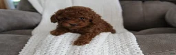 Toy Poodle dogs for sale: Mia - Ad 3