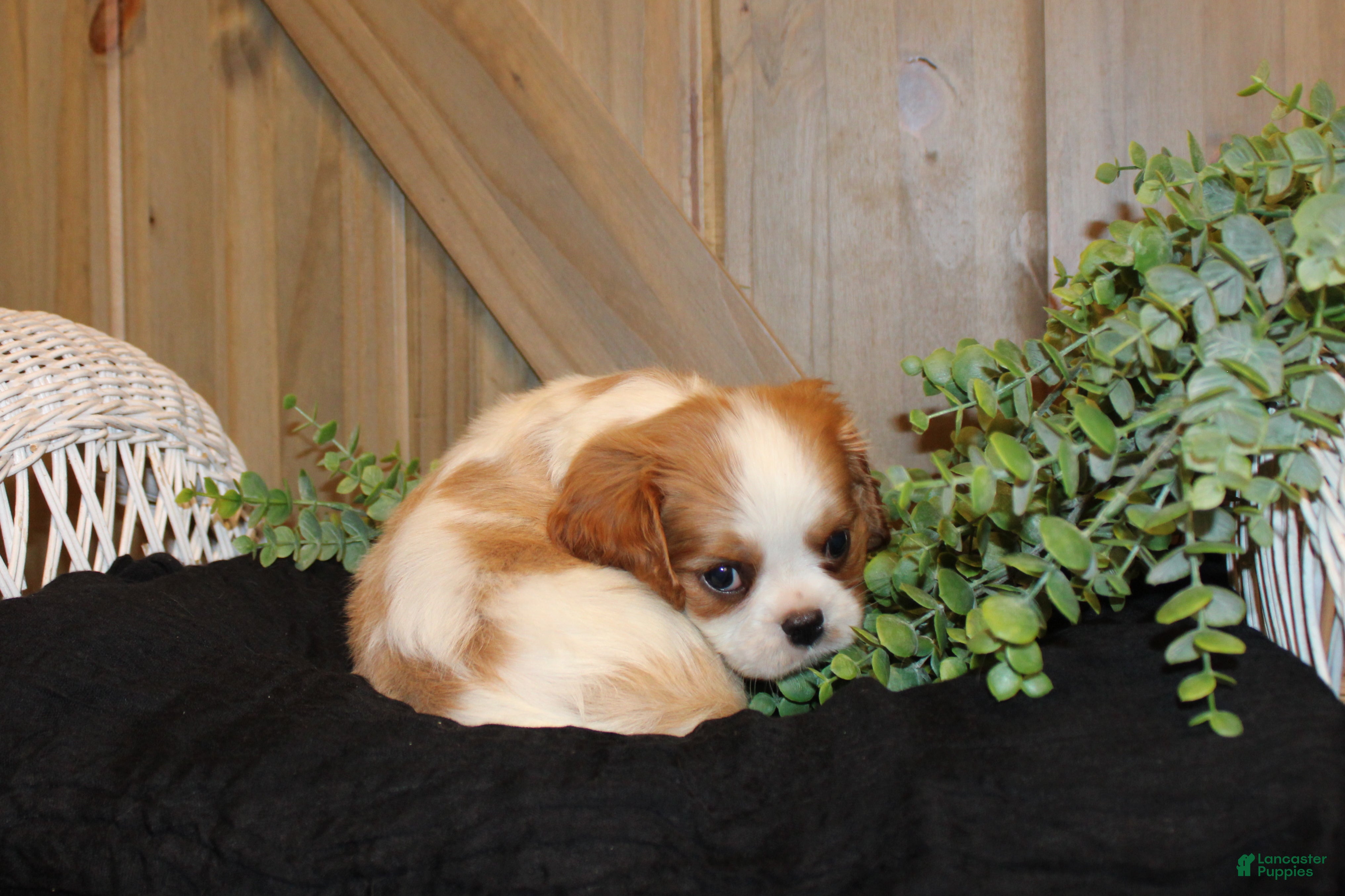 Cavalier King Charles Spaniel dogs for sale: Cooper - Ad 4