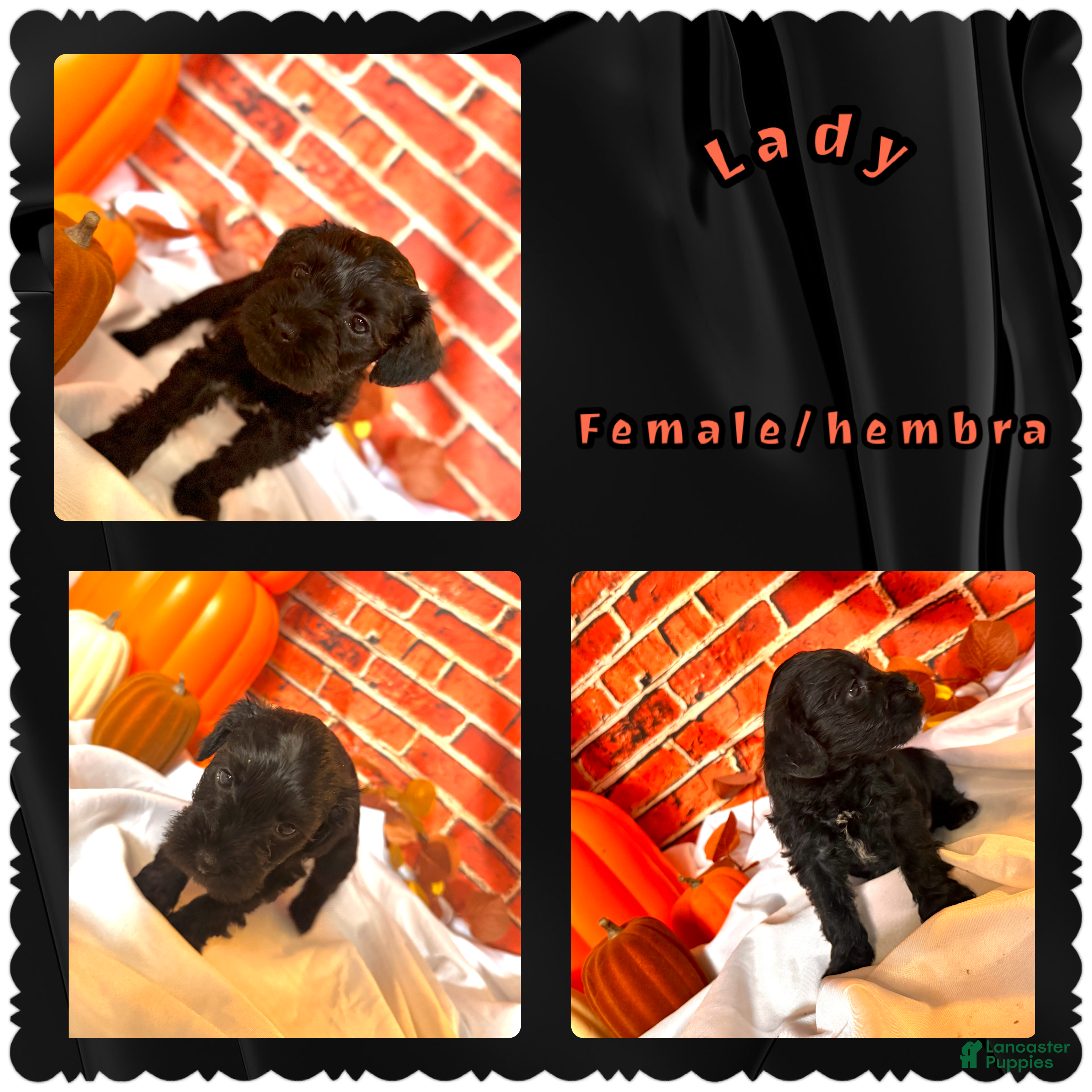 Miniature Schnauzer dogs Lady  - Ad 1