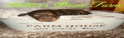 Miniature Dachshund dogs for sale: Bashful - Ad 5