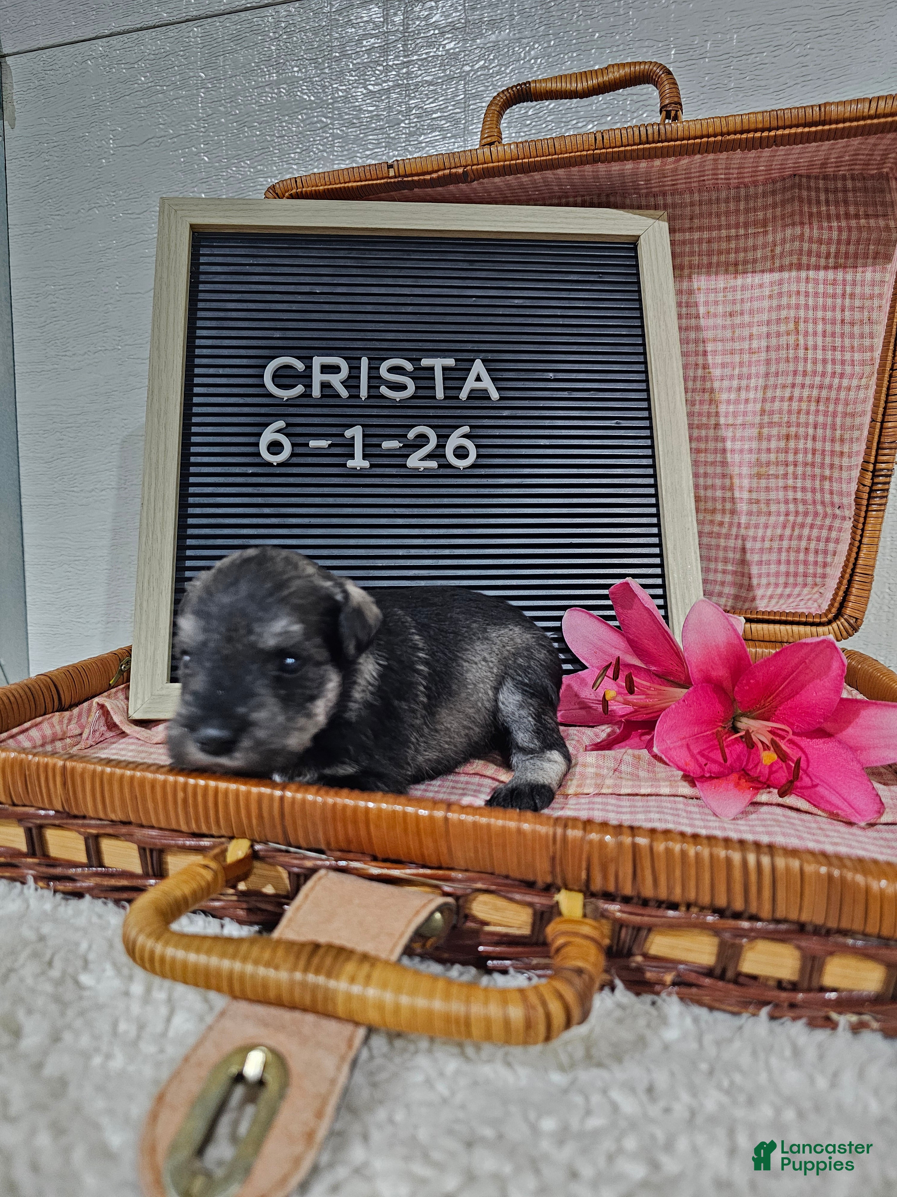 Miniature Schnauzer dogs Crista - Ad 2