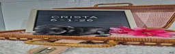 Miniature Schnauzer dogs for sale: Crista - Ad 2