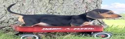 Miniature Dachshund dogs for sale: Marla - Ad 6