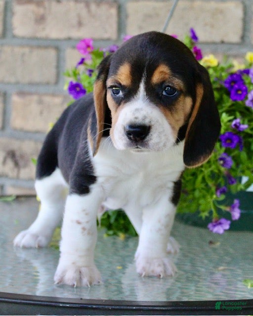 Beagle dogs for sale: Nicky - Ad 2