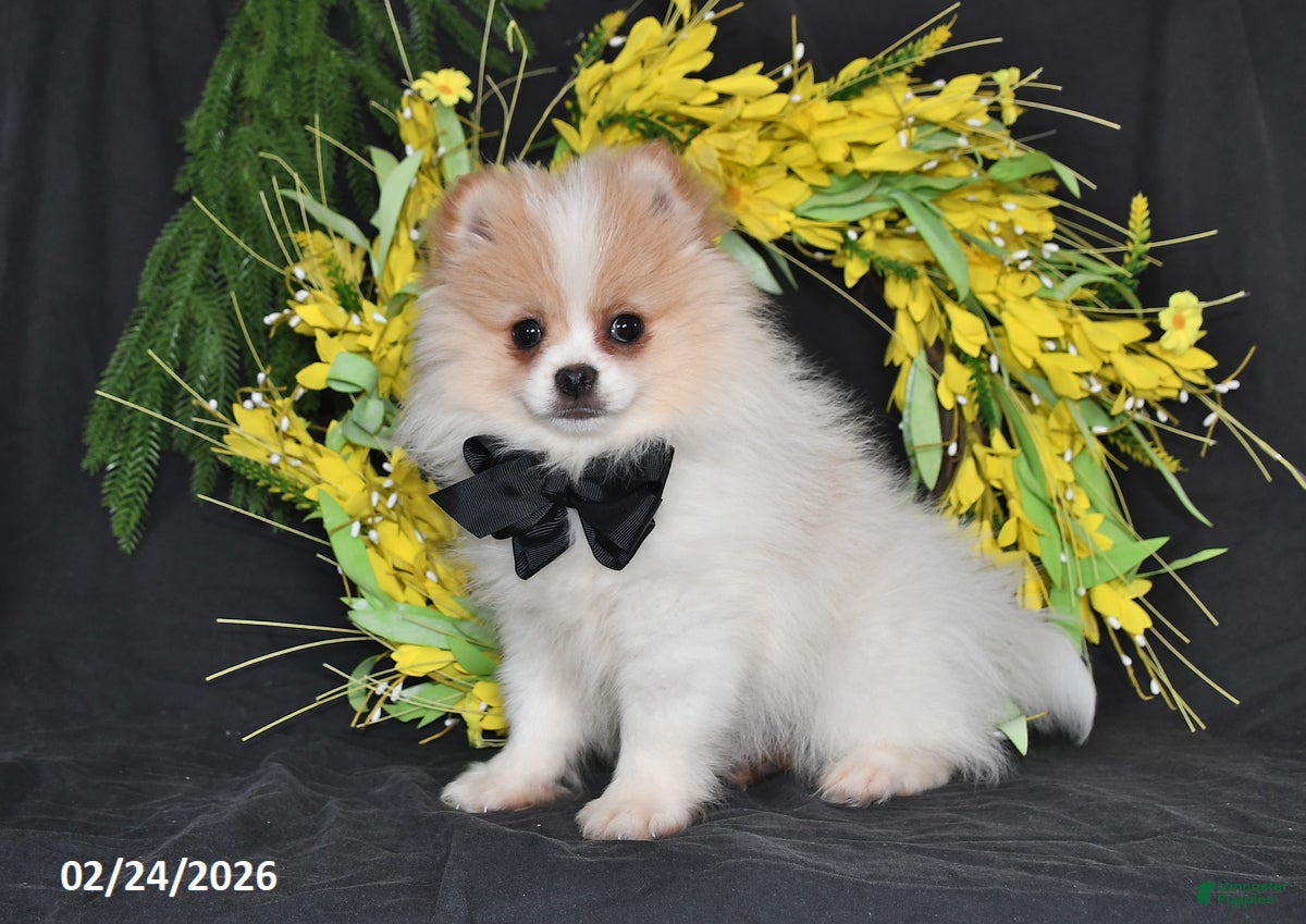 Pomeranian dogs Carson - Ad 1