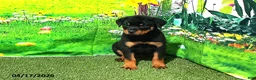 Rottweiler dogs for sale: Sugar - Ad 3