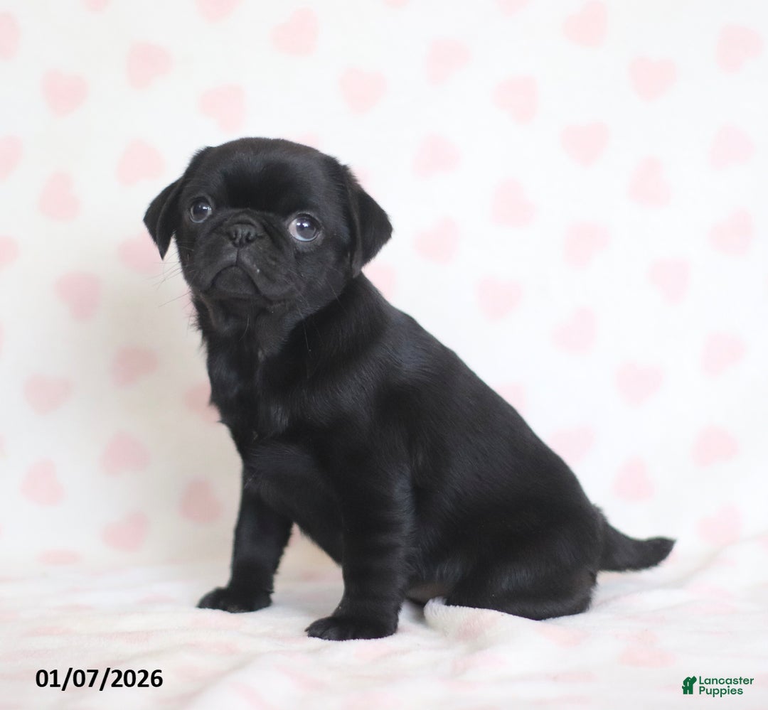 Pug dogs for sale: Betsy - Ad 4