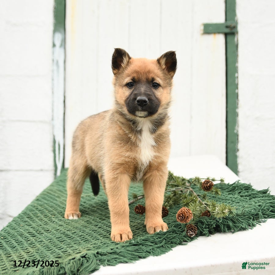 Mixed Breed dogs Beauty - Ad 2