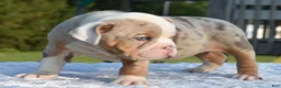 Mixed Breed dogs for sale: Maggie mini hybrid bulldog  - Ad 14