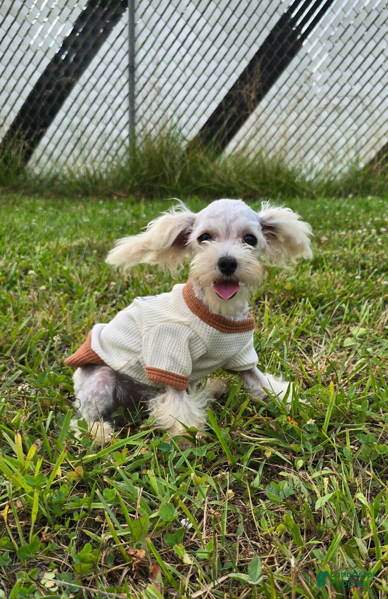 Toy Poodle dogs Georgie - Ad 1