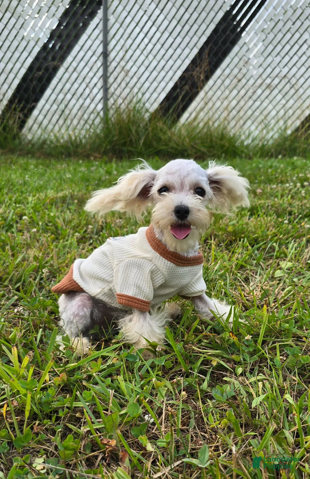 Toy Poodle dogs for sale: Georgie - Ad 1
