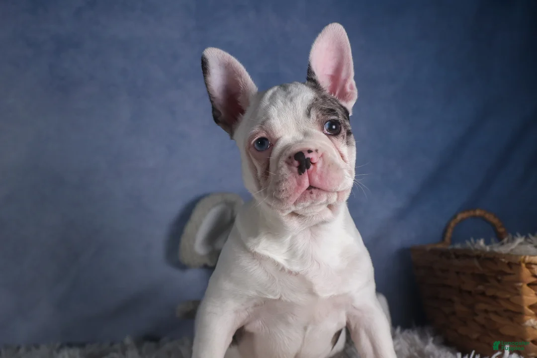 Frenchton dogs for sale: ISAAC - Ad 6