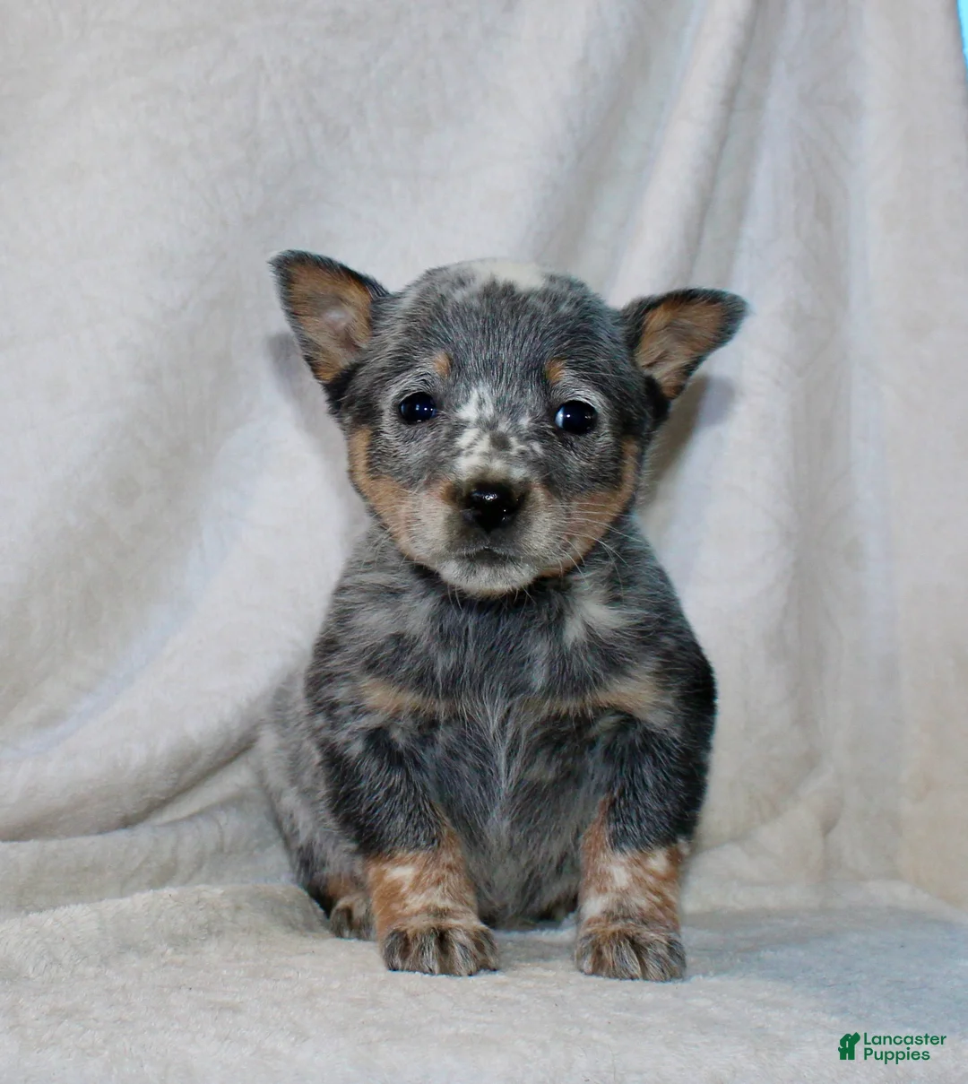 Australian Cattle Dog dogs for sale: Lindor - Ad 2