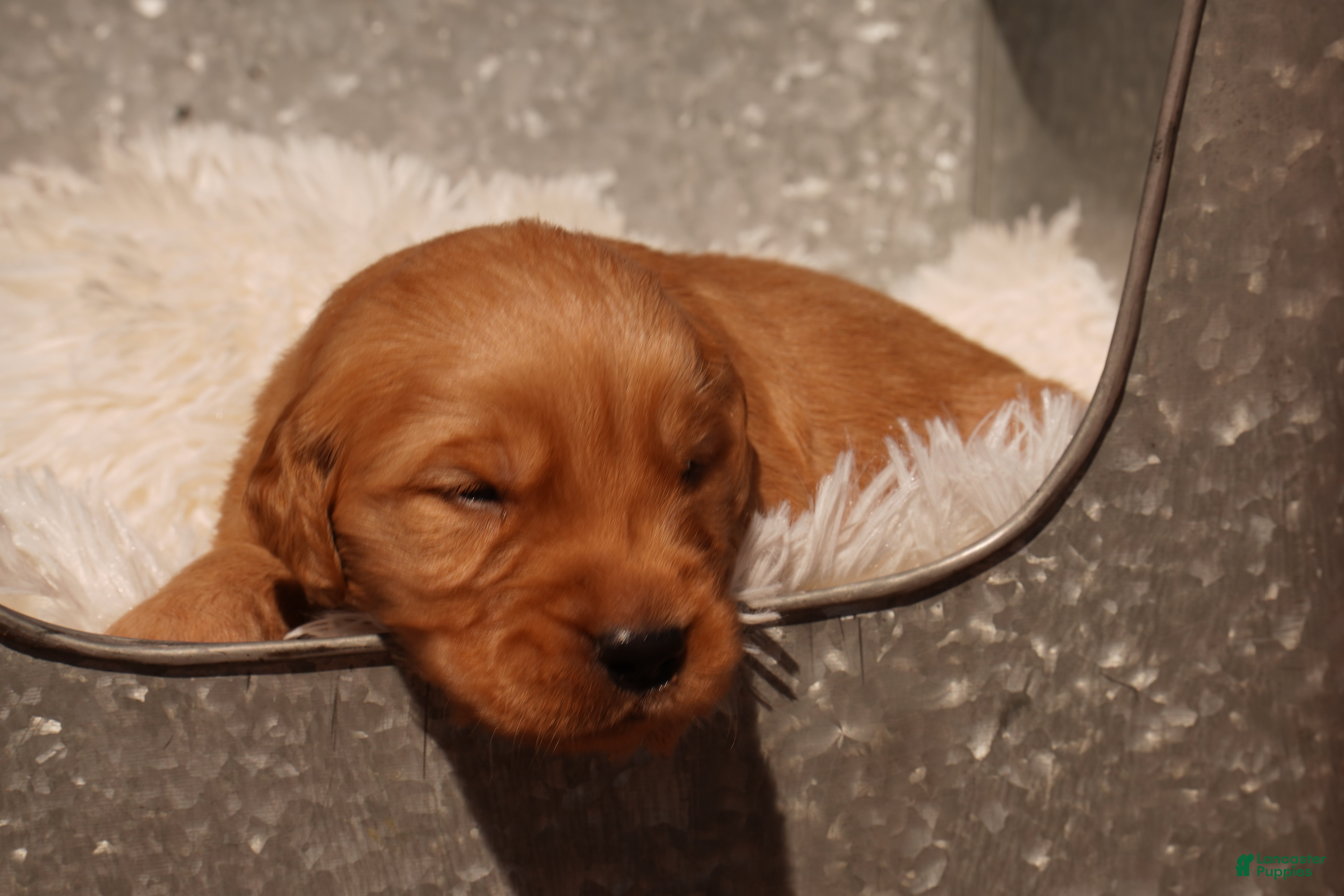 Golden Retriever dogs Rex - AKC, Genetically Clear - Ad 2