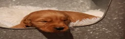 Golden Retriever dogs for sale: Rex - AKC, Genetically Clear - Ad 2