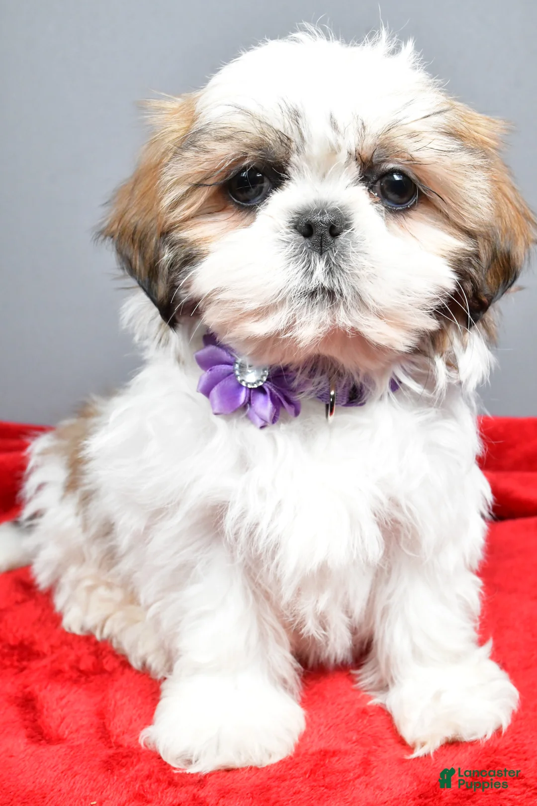 Shih Tzu dogs for sale: Isabella - Ad 7
