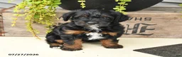 Jackapoo dogs for sale: Jenny - Ad 4