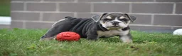 Beabull dogs for sale: Gigi - Ad 8