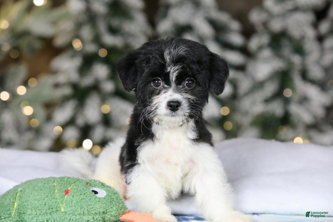 Teddy Bear dogs for sale: Noelle - Ad 21