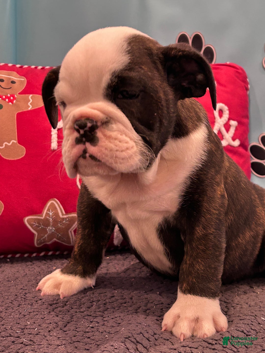 English Bulldog dogs for sale: SIMBO - Ad 9