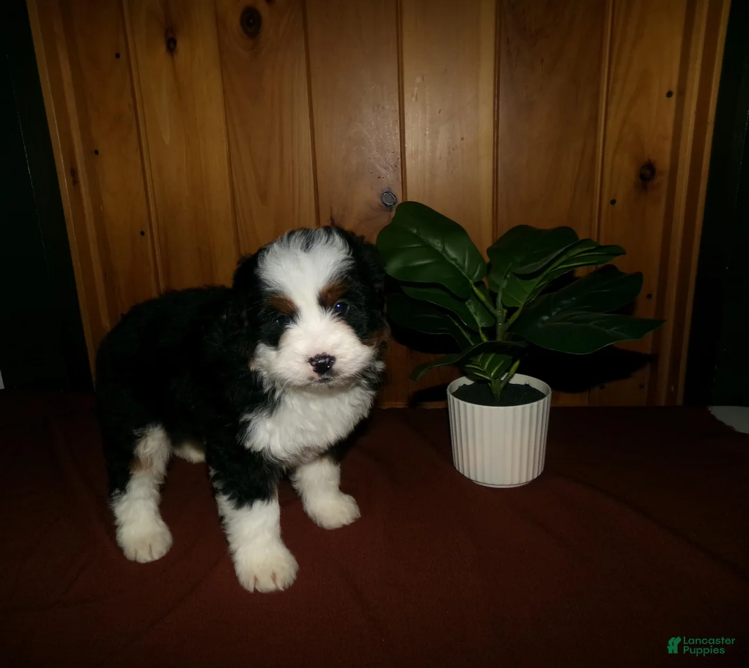 Mini Bernedoodle dogs for sale: Avery - Ad 6