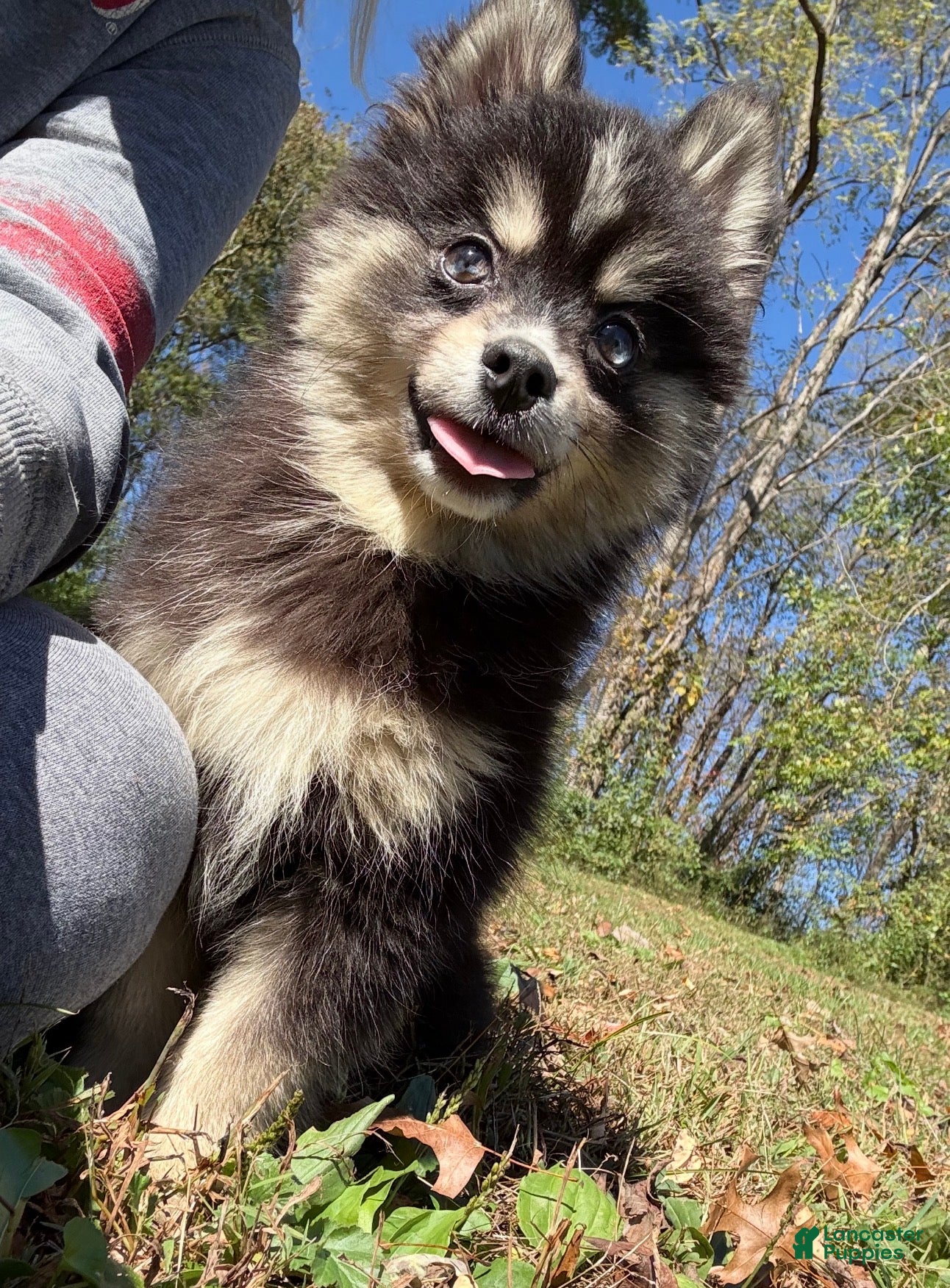 Pomsky dogs for sale: Thunder - Ad 1