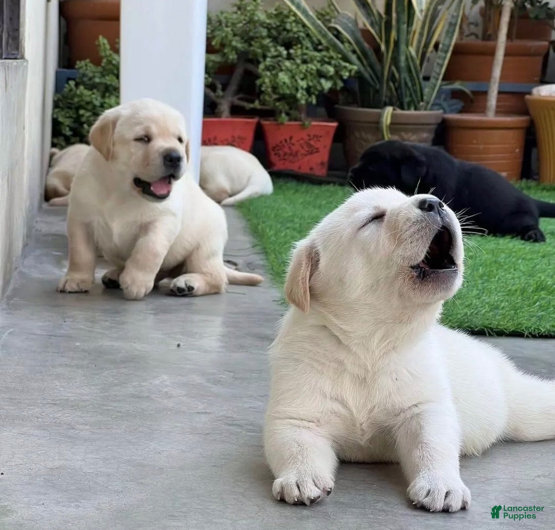 Labrador Retriever dogs Labrador Retriever 2 - Ad 22