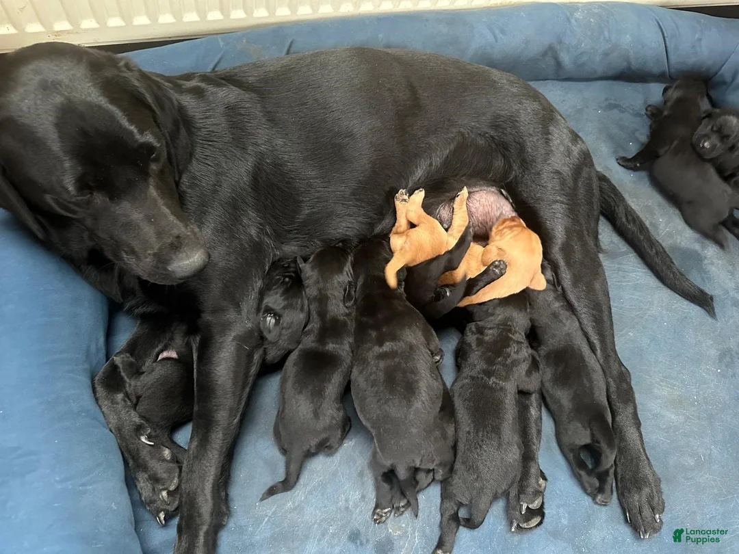 Labrador Retriever dogs for sale: Labrador Retriever Puppy 1 - Ad 2