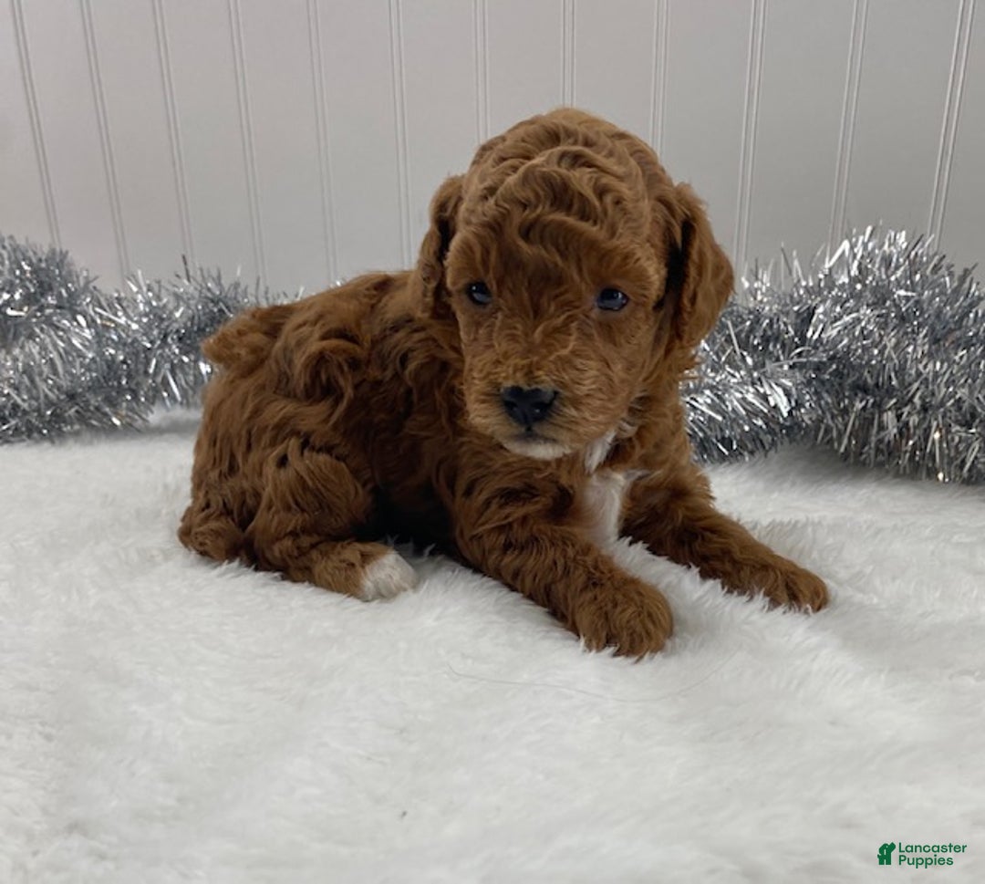 Toy Poodle dogs for sale: Ruby - Ad 8