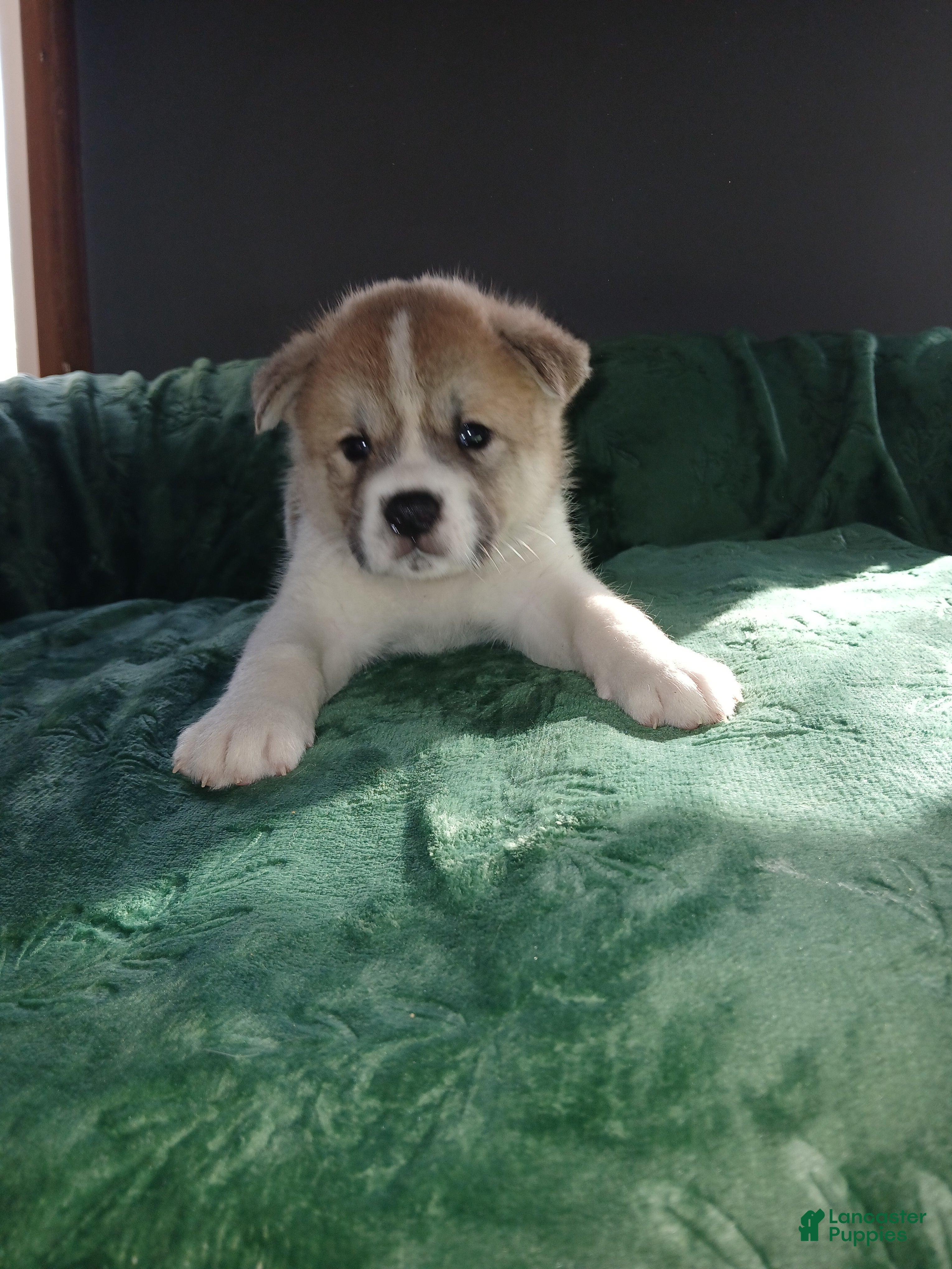 Akita dogs Willow - Ad 1