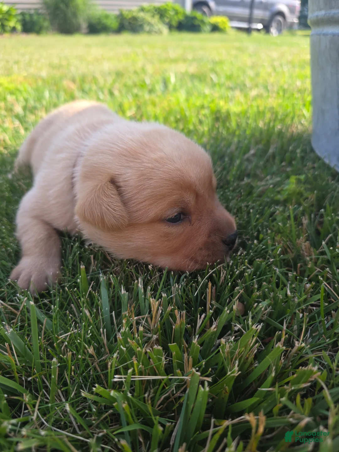Labrador Retriever dogs for sale: Harlen 🤎 Fox Red English Lab  - Ad 2