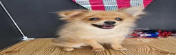 Pomeranian dogs for sale: Pepper's Long Shot - "Archer" - Ad 23